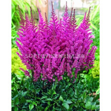 Астилбе (Astilbe) Пурпурно - Glorie Purpurea