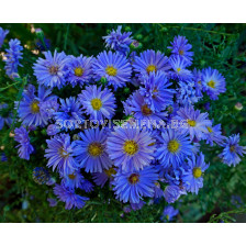 Астра /Aster Novi-Belgii Blue/ 1 коренище