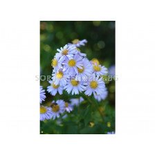 Астра /ASTER NOVI-BELGII MILKA/ 1 корен