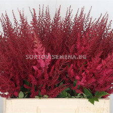 НОВО! Астилбе червено/ ASTILBE ELSE SCHLUCK/ 