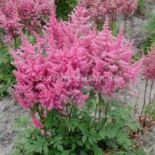 Астилбе (Astilbe) тъмно розово 