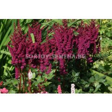 Астилбе /Astilbe 'Vision in red'/ 1 бр