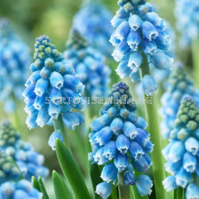 Мускари /Muscari armeniacum 'Atlantic'/ 1 бр