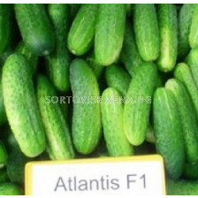 Семена корнишони Аtlantis F1 - 250 семена