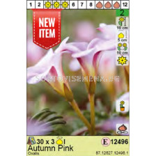 Оксалис/ Oxalis Pink Autumn: Пакет: 1 оп.- 3 бр.