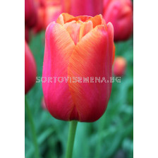 Лале /Tulip Avignon/ 11/12