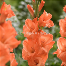 Гладиол Avicii/ Gladiolus large-flowered - 1 брой