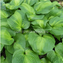 Хоста Avocado/ Hosta - 1 брой