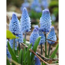 Мускари /Muscari azureum blue/ 1 бр