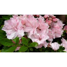 Азалия розова /Azalea Japonica Pink / 1 бр			