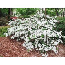 Азалия- бяла - Azalea Japonica White 	