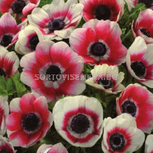 Анемоне бяло-червено /Anemone coronaria bicolor/