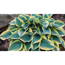 Хоста Първо замръзване / Hosta First frost / 1 бр