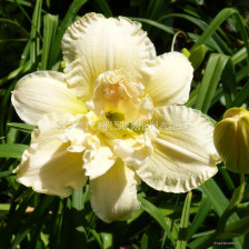 Хемерокалис /HEMEROCALLIS BOWL OF CREAM/ 1 бр