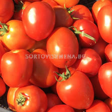 Семена домати Батул F1, безколов, консервен-Batool F1 - 500 бр. семена