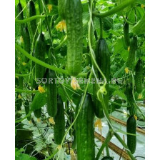 Семена краставици  Байрак /Bayraq F1, консервни/- 500 бр.семена