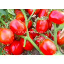 Семена домати Байрак / Bayraq F1 (консервен) - 500 семена