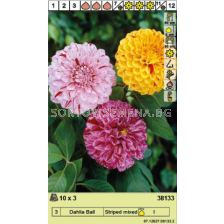 Далия  микс/ Dahlia Ball Striped Mixed - 1 опаковка - 3 броя