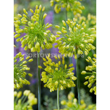 Декоративен лук / Allium Yellow Fantasy/ 1 бр