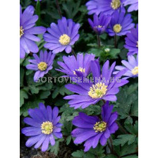 Анемоне (Anemone) Blanda Blue 