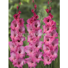 Гладиол Gladiolus large-flowered  'Bartok 10/12 - 1 бр.