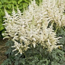 Астилбе /Astilbe 'Vision in white'/ 1 бр