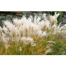 Мискантус /Miscanthus Kleine Fontane / 1 бр