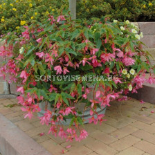 Бегония каскадна Розе 5/6+/Begonia Pendula Roze/