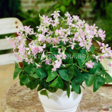 Оксалис /Oxalis triangularis 'Fanny'/ 1бр 