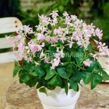 Оксалис /Oxalis triangularis 'Fanny'/ 1бр 