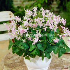 Оксалис triangularis 'Fanny'