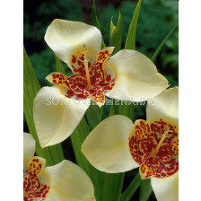 Тигридия / Tigridia pavonia 'Canariensis' / 1 бр