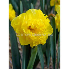 Нарцис Flyer 1 бр