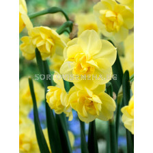 Нарцис Yellow Cheerfulness 1 бр