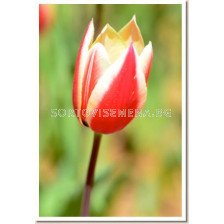 Лале Spring Surprise 1 бр - sortovisemena.bg Лале Spring Surprise 1 бр