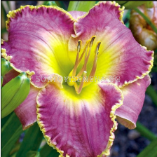 Хемерокалис Bestseller/ HEMEROCALLIS - 1 брой