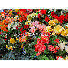 РАЗПРОДАЖБА НА БЕГОНИИ - 15 бр. (микс) за 22,00 лв.