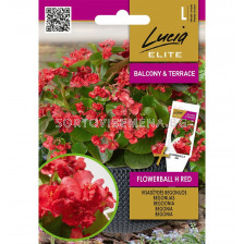 СК СЕМЕНА БЕГОНИЯ ЦВЕТНА ЧЕРВЕНА ТОПКА Х - BEGONIA FLOWERBALL H RED - 30 семена