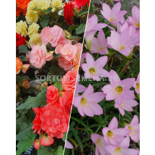 ПРОМОЦИЯ: Бегонии 15 бр. (микс) + Хабрантус 20 бр.(микс)  