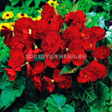 Бегония мултифлора червена - Begonia multiflora  maxima red