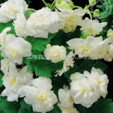 Бегония мултифлора бяла - Begonia multiflora maxima white - 1бр.