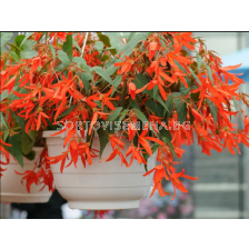 Бегония бертини оранжева/ Begonia Bertinii boliviensis orange - 1 бр.