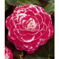 Бегония (Begonia) Camellia Flora 5/6+