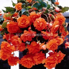 Бегония (Begonia ) Double Pendula Orange 5/6+