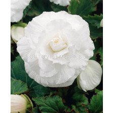 бегония Double White - begonia Double White 5/6+