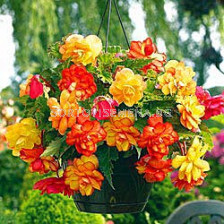 Бегония (Begonia) Golden Balcony - (каскадна) 5/6+