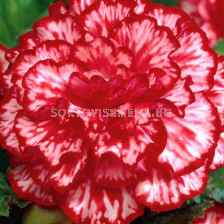 бегония Marmorata - 5/6+