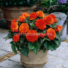 Бегония (Begonia) Non Stop Orange 5/6+