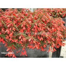 бегония pendula Salmon 5/6+