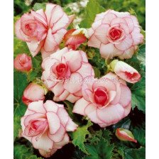 бегония 5/6+ Picotee White - Begonia Picotee White